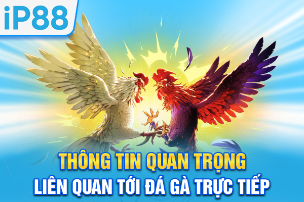 Thông tin quan trọng liên quan tới đá gà trực tiếp