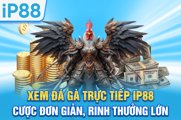 Xem Đá Gà Trực Tiếp IP88 - Cược Đơn Giản, Rinh Thưởng Lớn